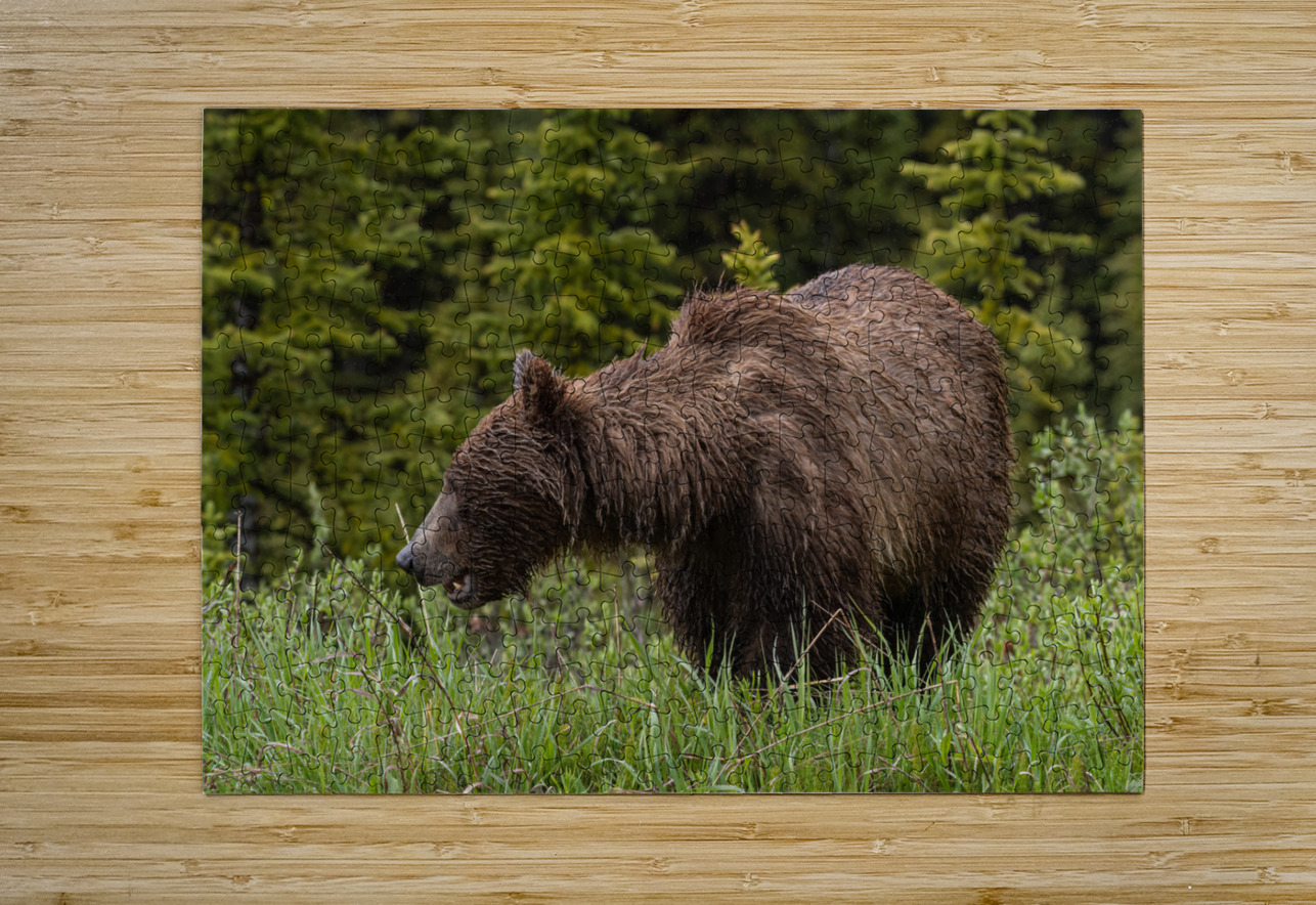 Grizzly Sow Randy Tremblay Photography Puzzle printing