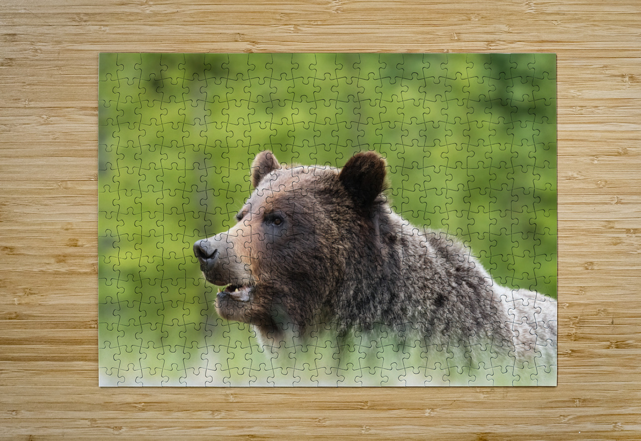 Grizzly Boar Randy Tremblay Photography Puzzle printing