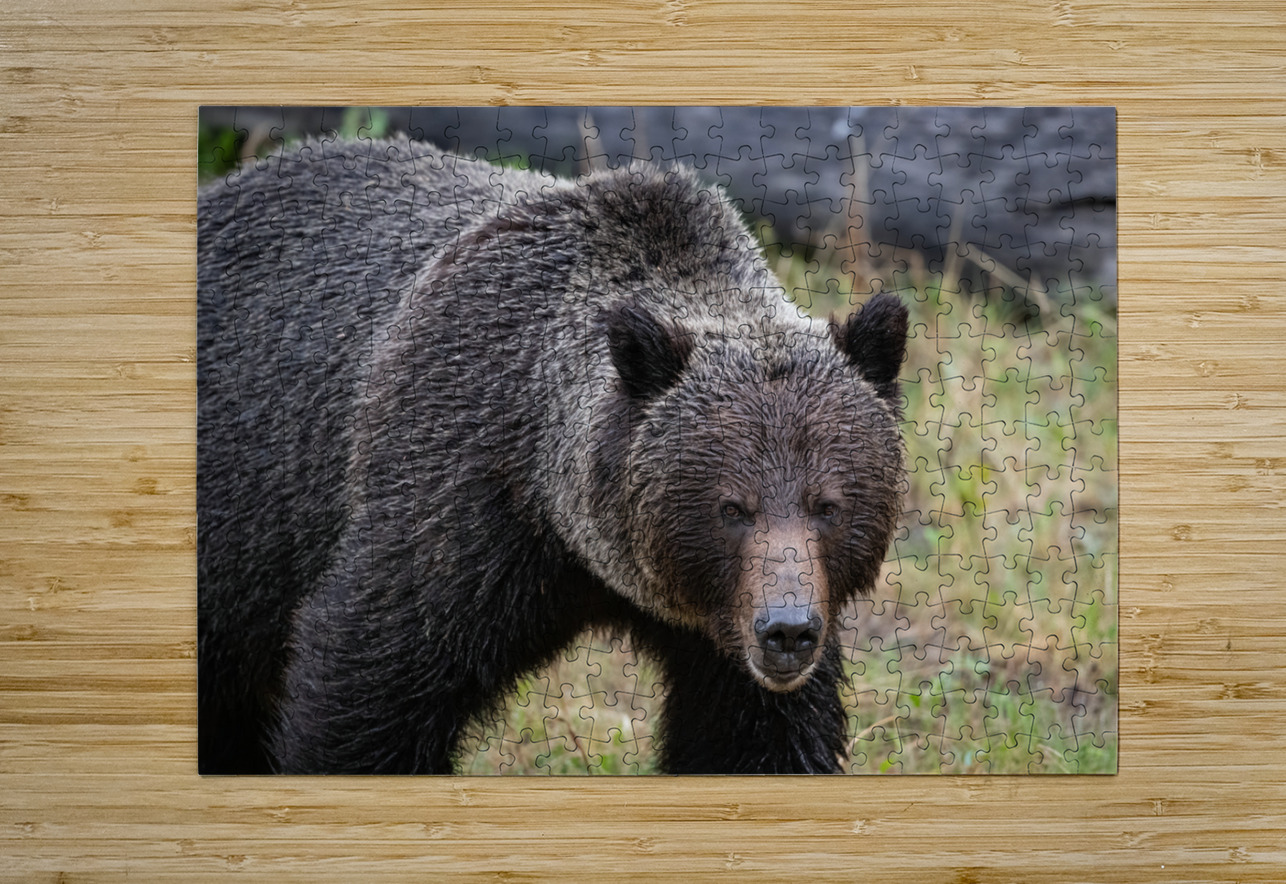 Grizzly Boar Randy Tremblay Photography Puzzle printing