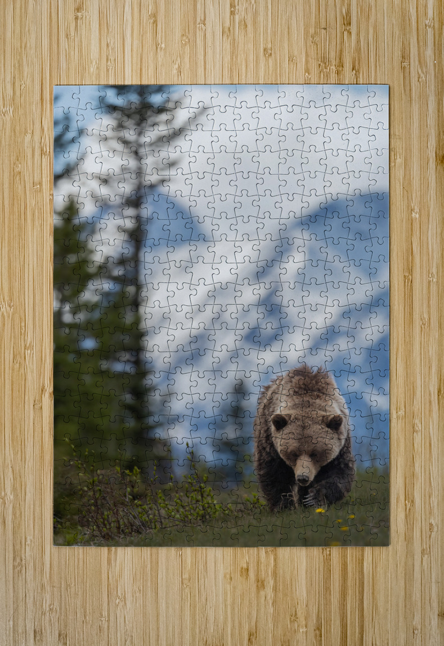 Grizzly Boar Randy Tremblay Photography Puzzle printing