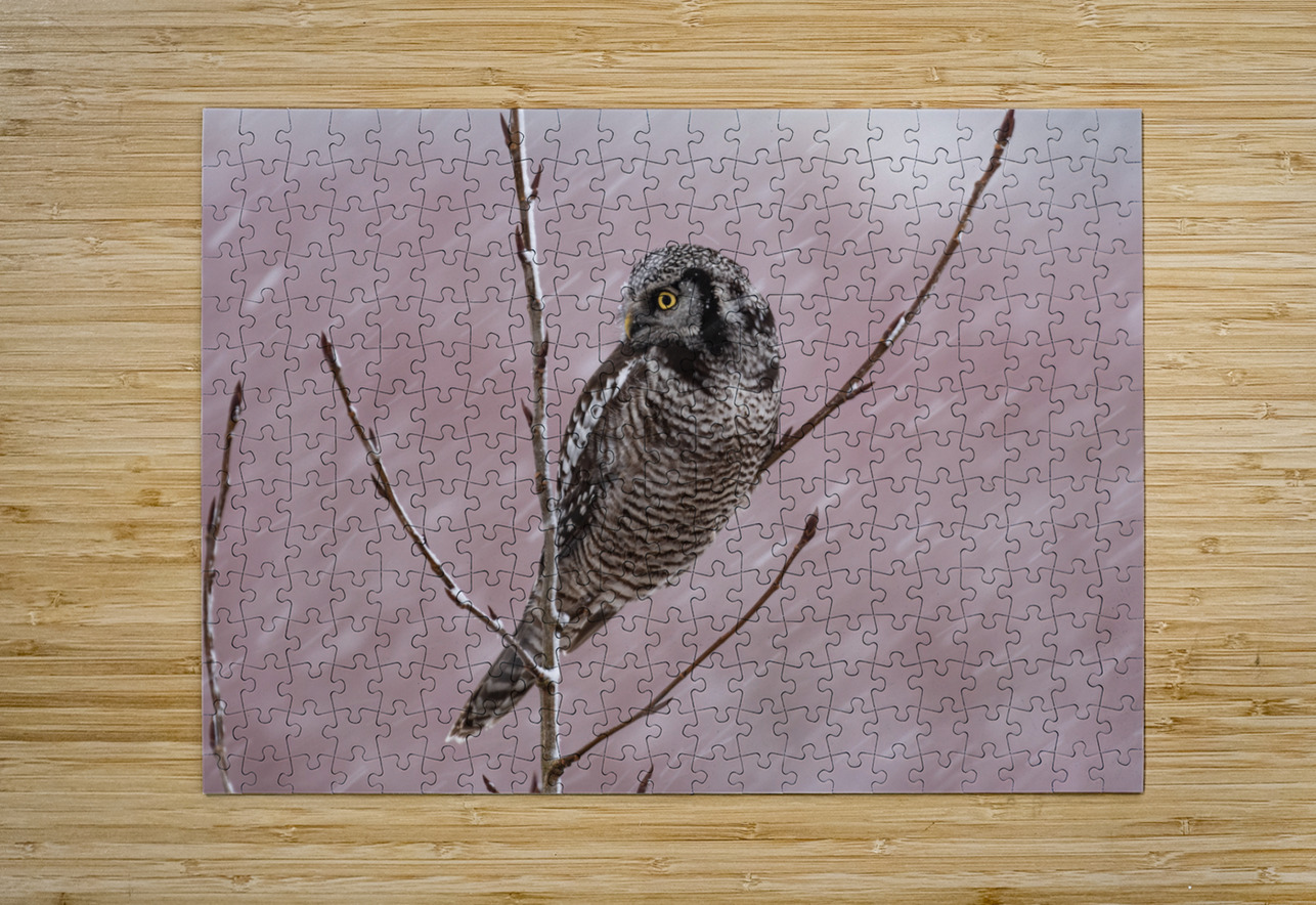 Northern Hawk Owl Randy Tremblay Photography Puzzle printing