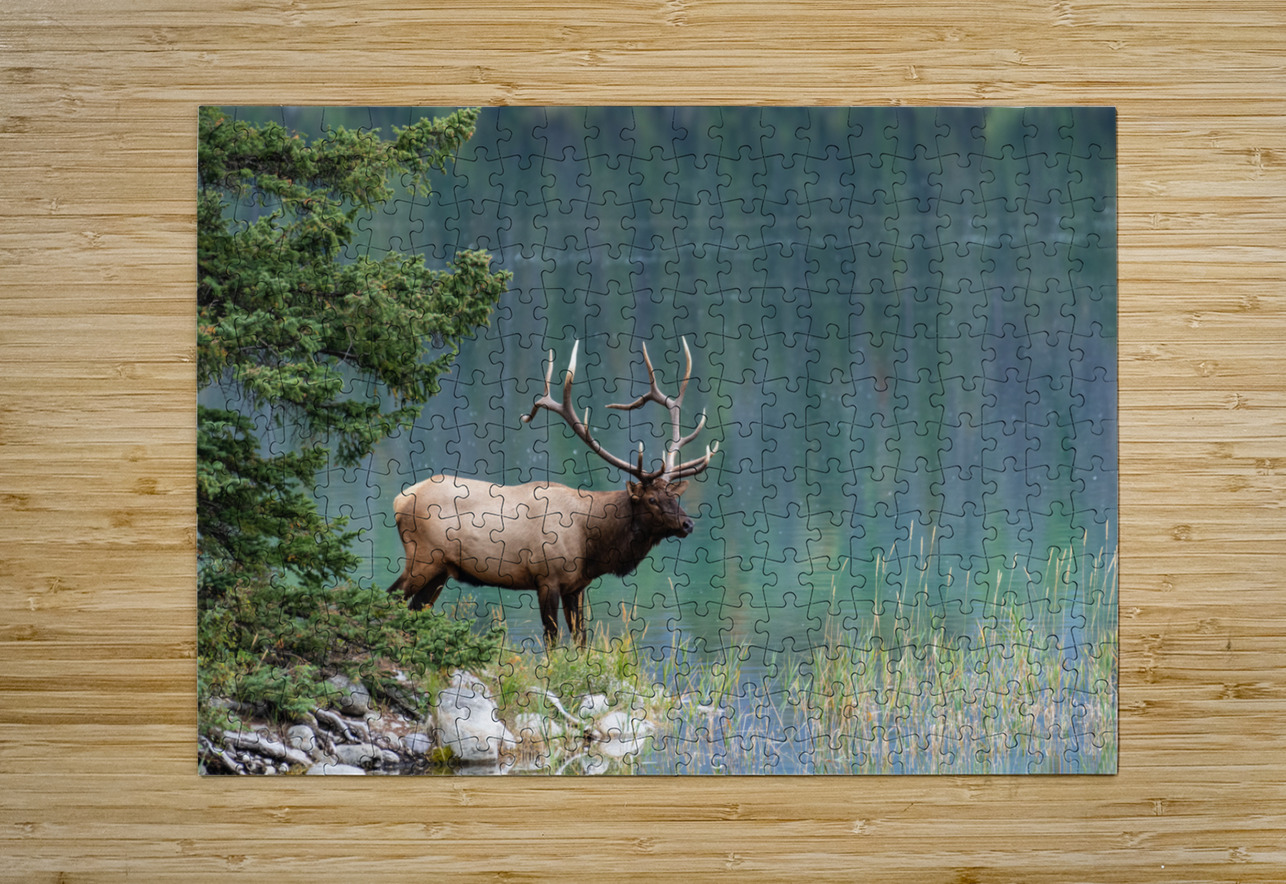 Bull Elk Randy Tremblay Photography Puzzle printing