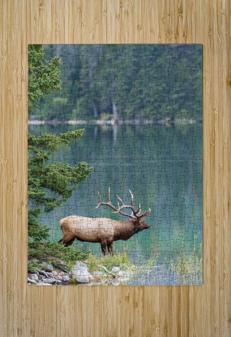 Bull Elk Randy Tremblay Photography Puzzle printing
