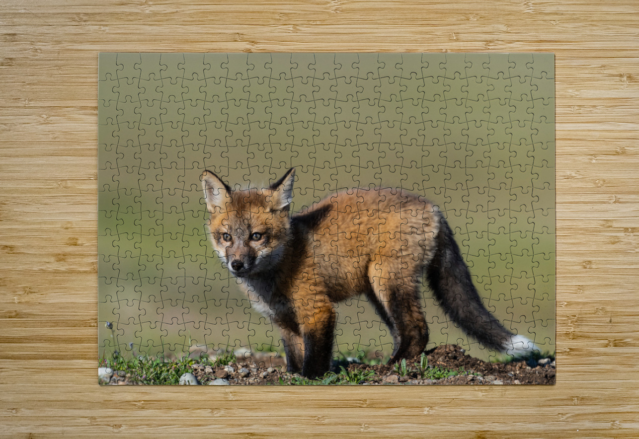 Red Fox Kit Randy Tremblay Photography Puzzle printing