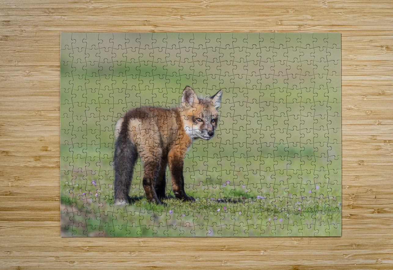 Red Fox Kit Randy Tremblay Photography Puzzle printing