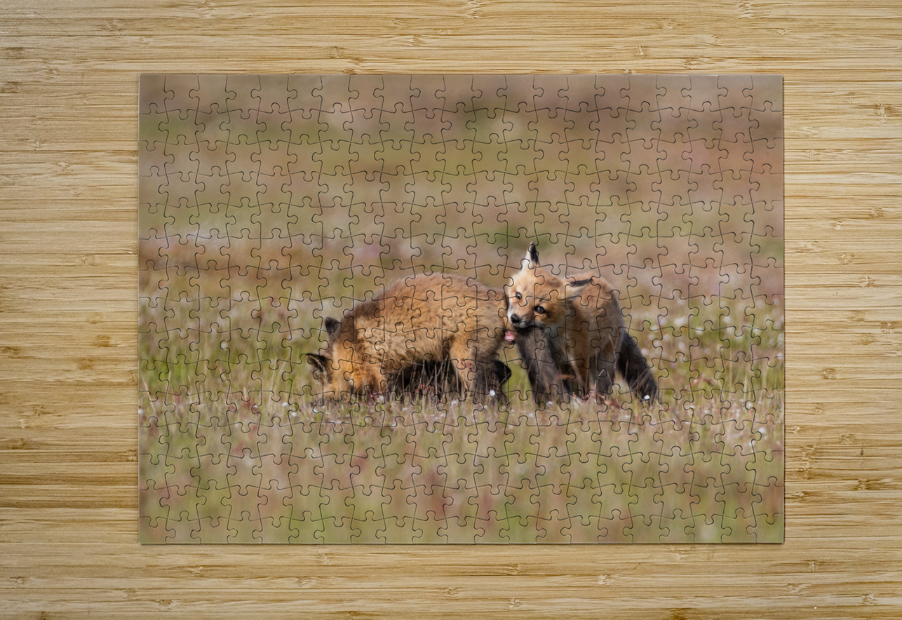 Red Fox Kits Randy Tremblay Photography Puzzle printing