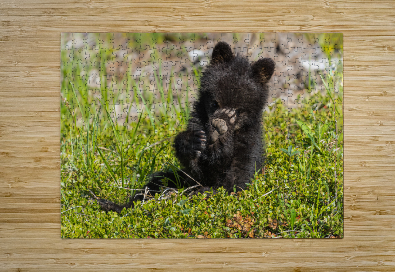 Black Bear Cub Randy Tremblay Photography Puzzle printing