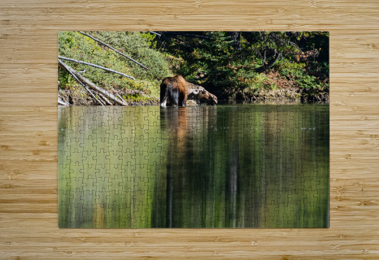 Cow Moose Randy Tremblay Photography Puzzle printing