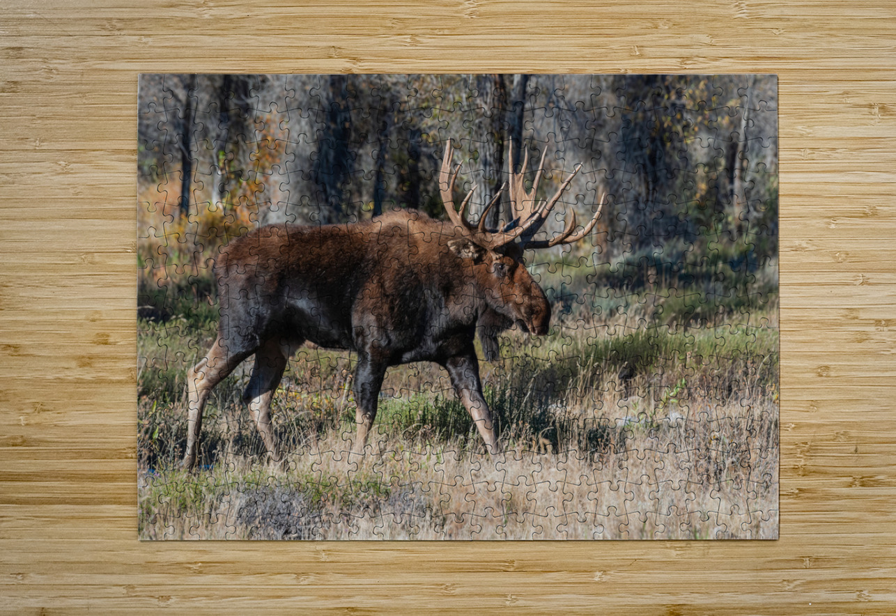 Bull Moose Randy Tremblay Photography Puzzle printing