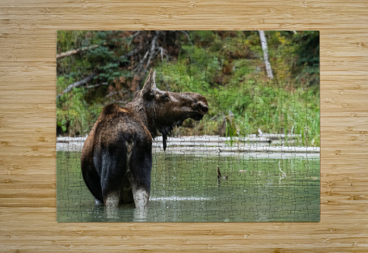 Cow Moose Randy Tremblay Photography Puzzle printing