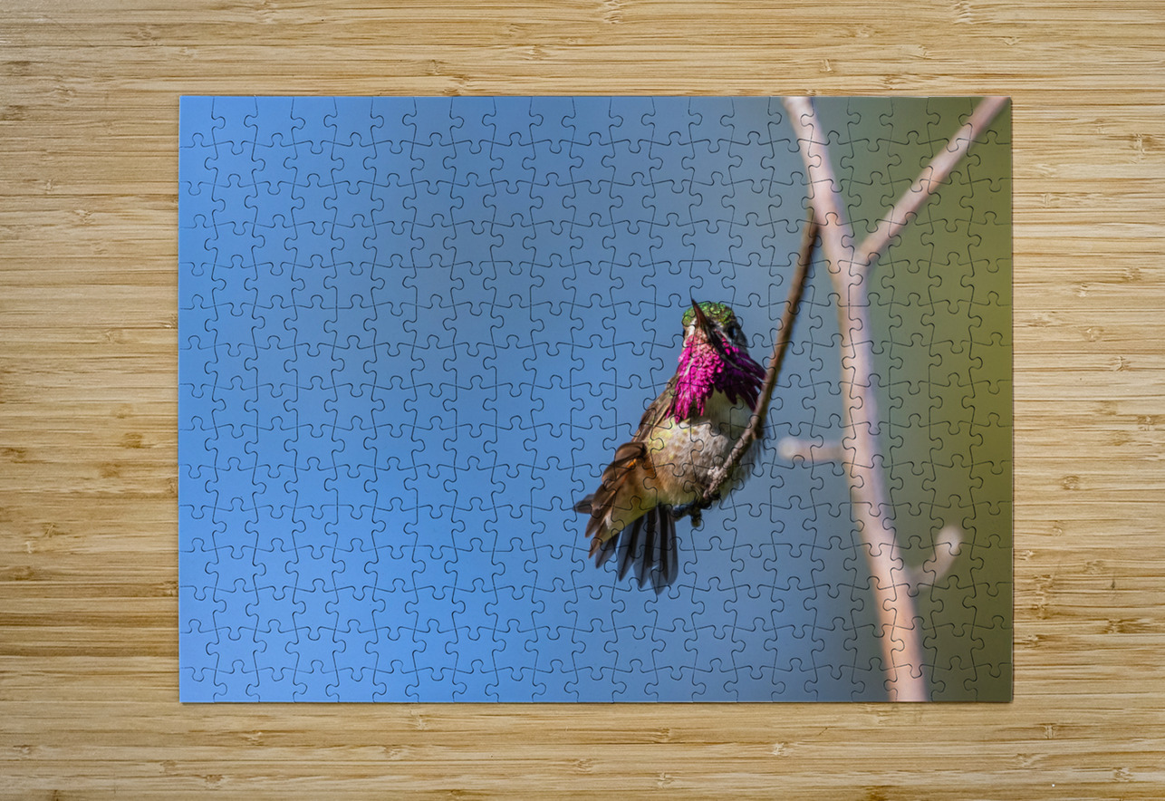 Male Calliope Hummingbird Randy Tremblay Photography Puzzle printing