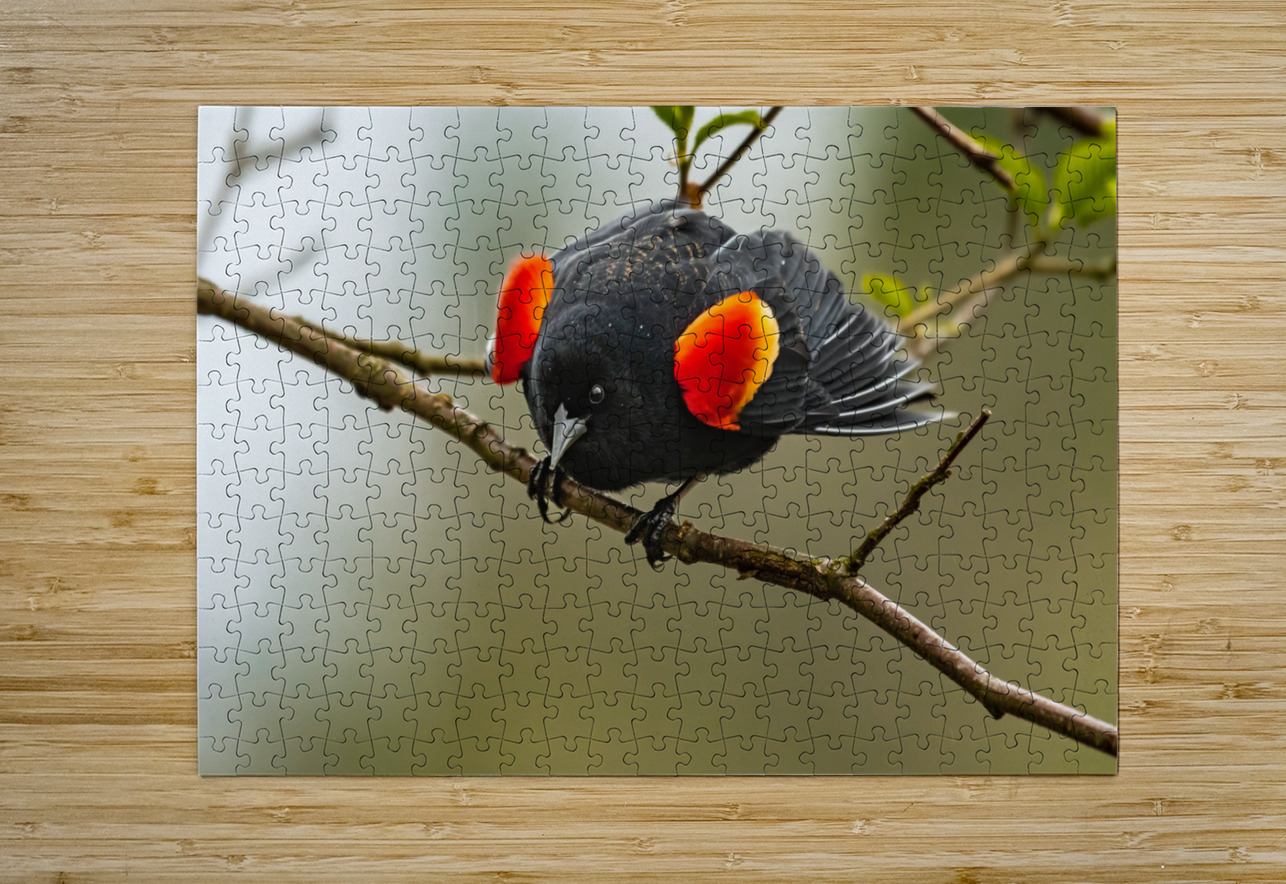 Male Red-Winged Blackbird Randy Tremblay Photography Puzzle printing