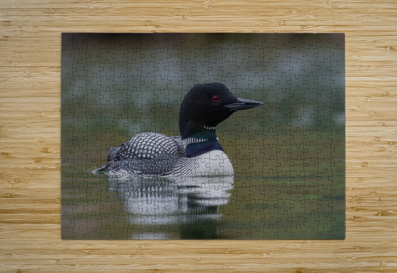 Common Loon Randy Tremblay Photography Puzzle printing