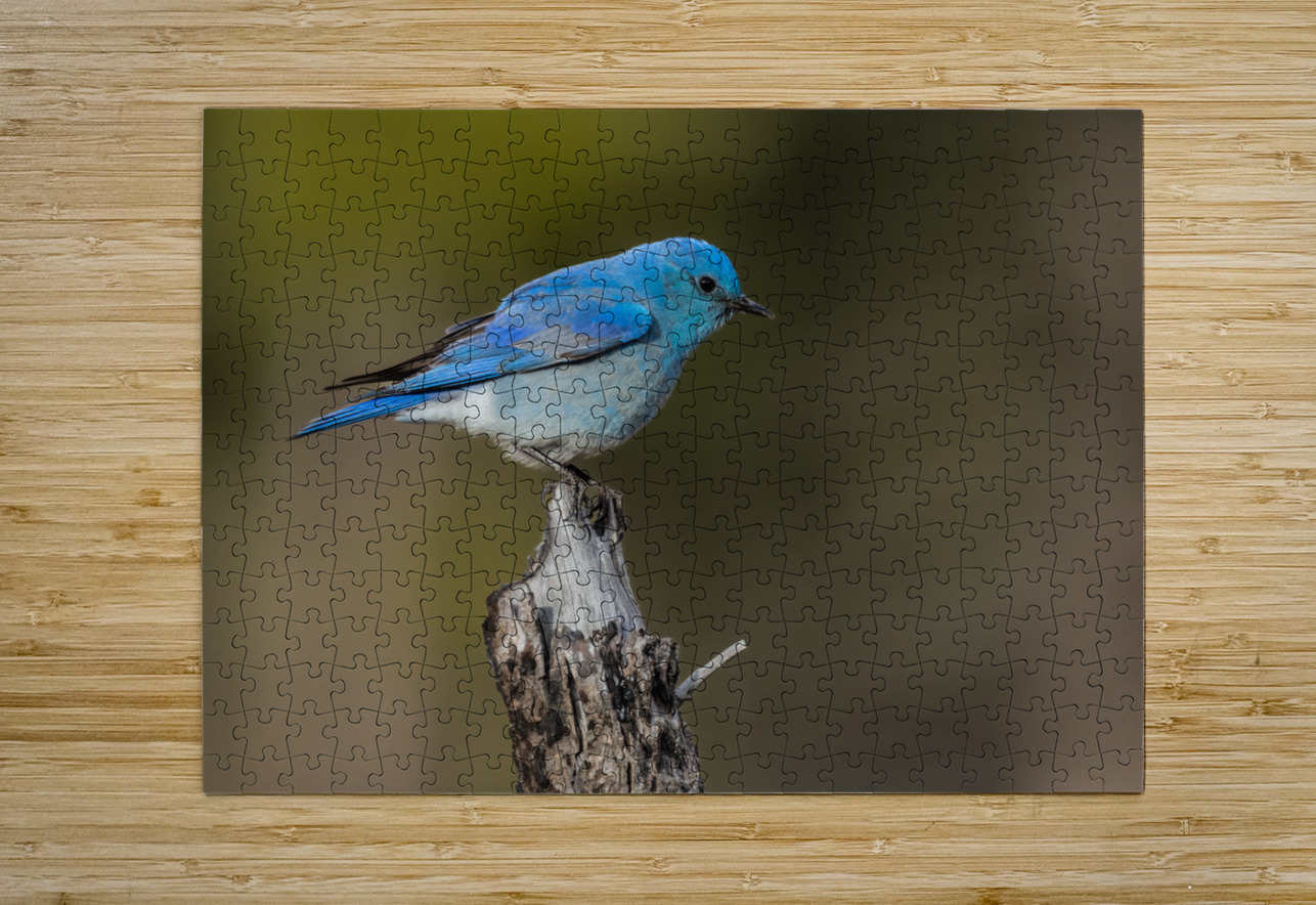 Male Mountain Bluebird Randy Tremblay Photography Puzzle printing