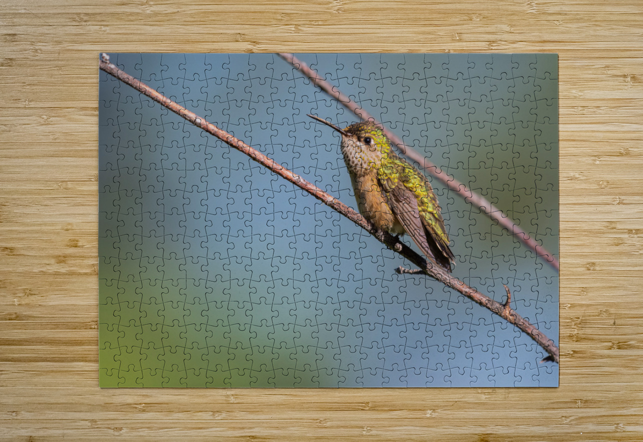 Female Calliope Hummingbird Randy Tremblay Photography Puzzle printing