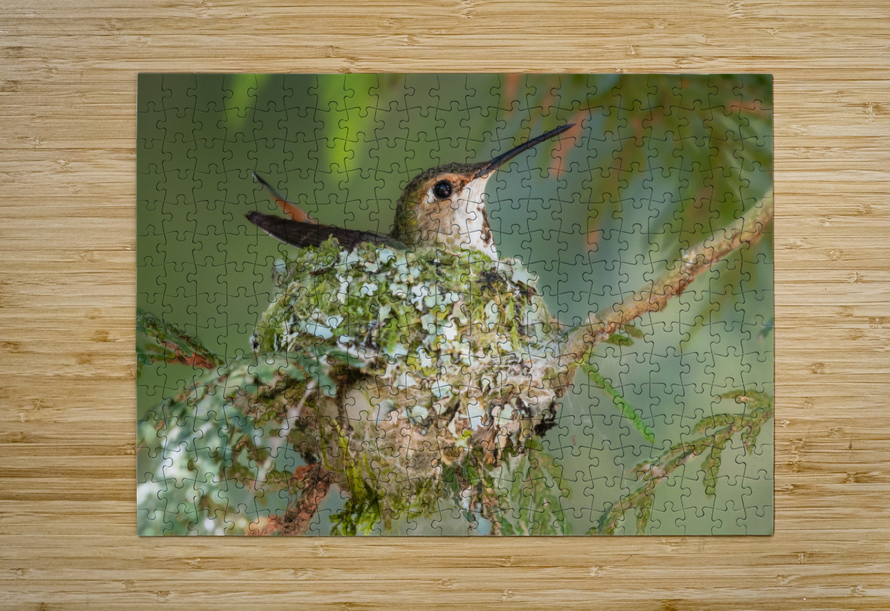 Female Rufous Hummingbird Randy Tremblay Photography Puzzle printing