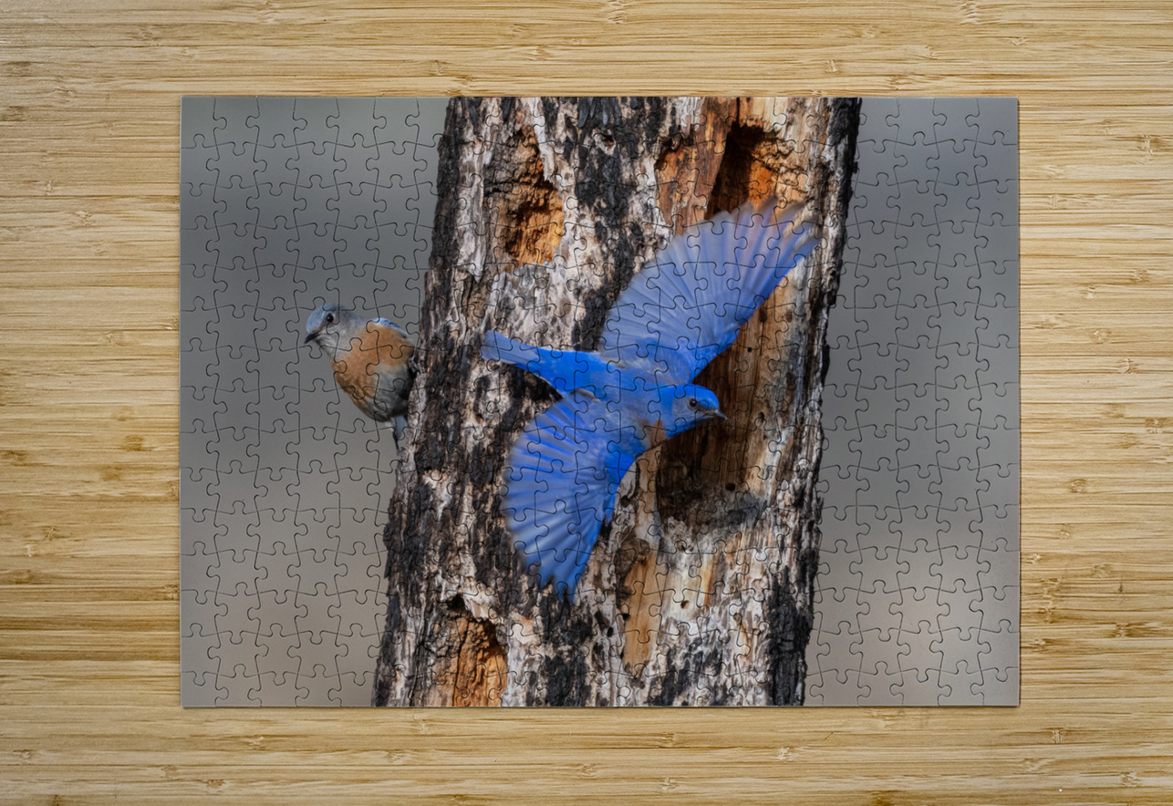 Western Bluebirds Randy Tremblay Photography Puzzle printing