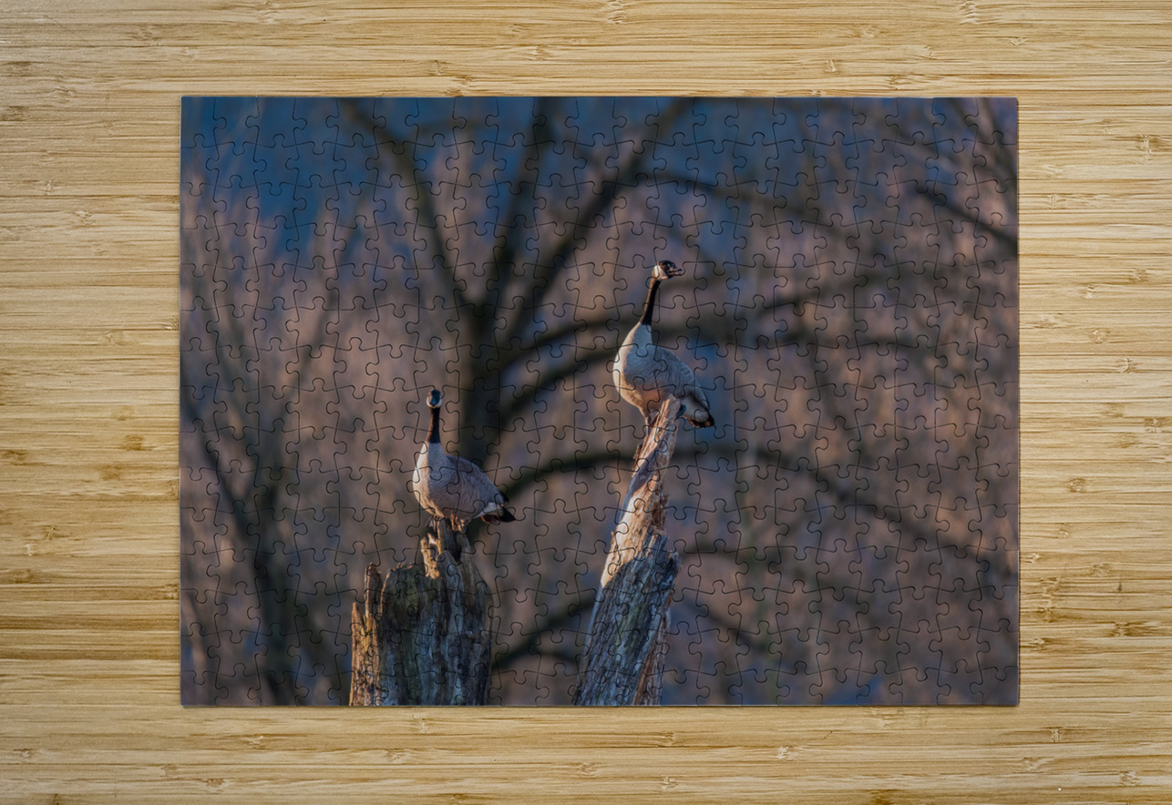 Canadian Geese Randy Tremblay Photography Puzzle printing