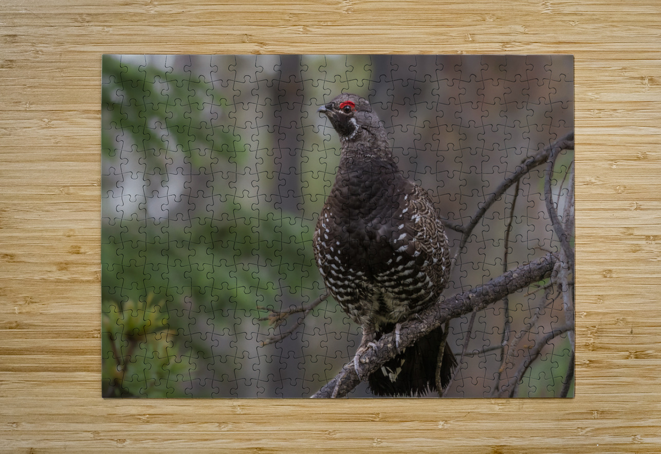 Male Spruce Grouse Randy Tremblay Photography Puzzle printing