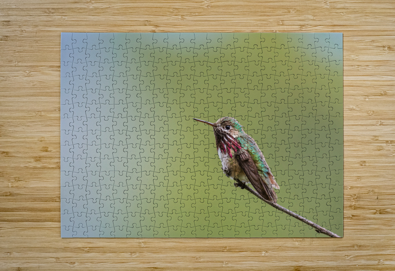 Male Calliope Hummingbird Randy Tremblay Photography Puzzle printing
