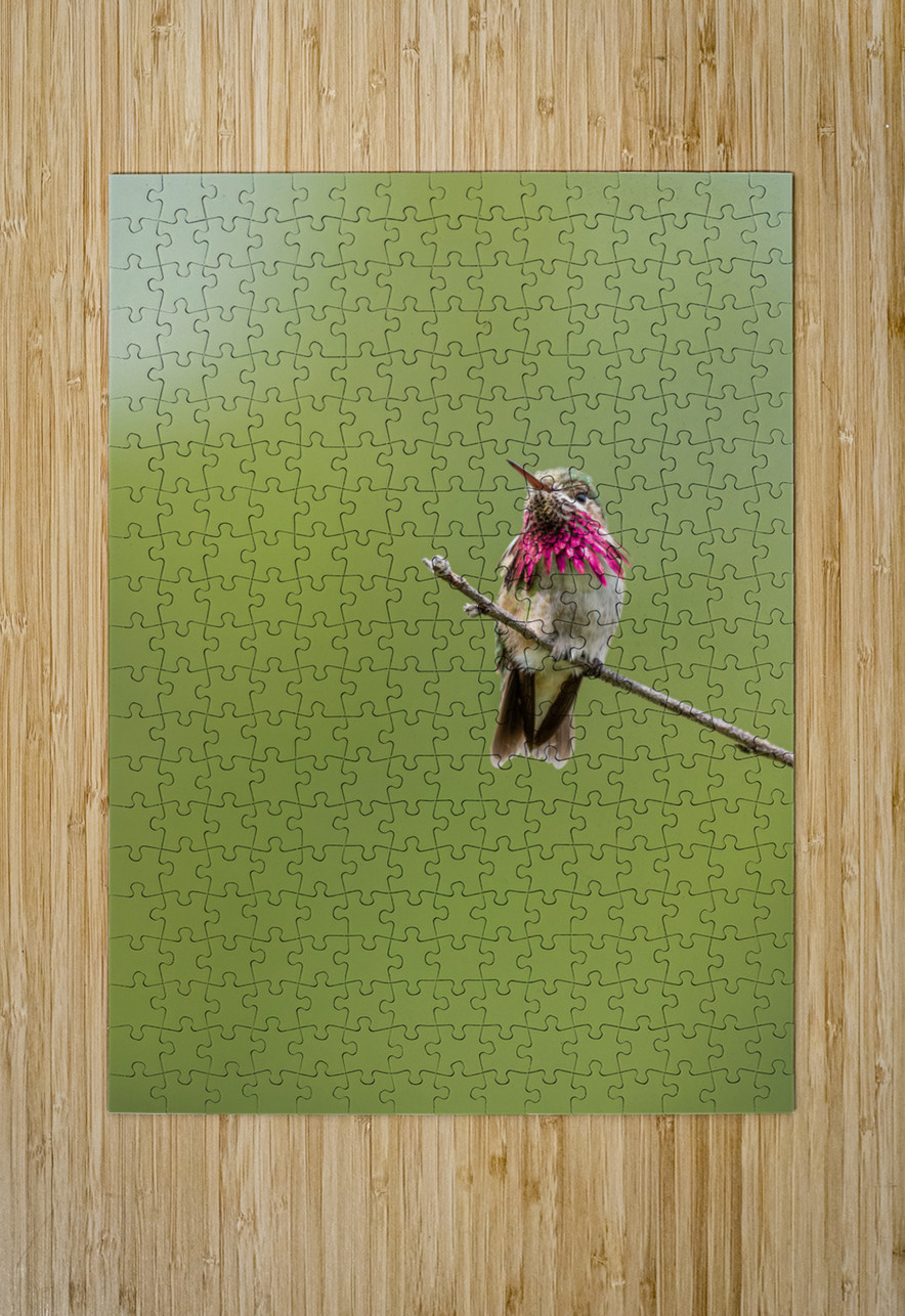 Male Calliope Hummingbird Randy Tremblay Photography Puzzle printing
