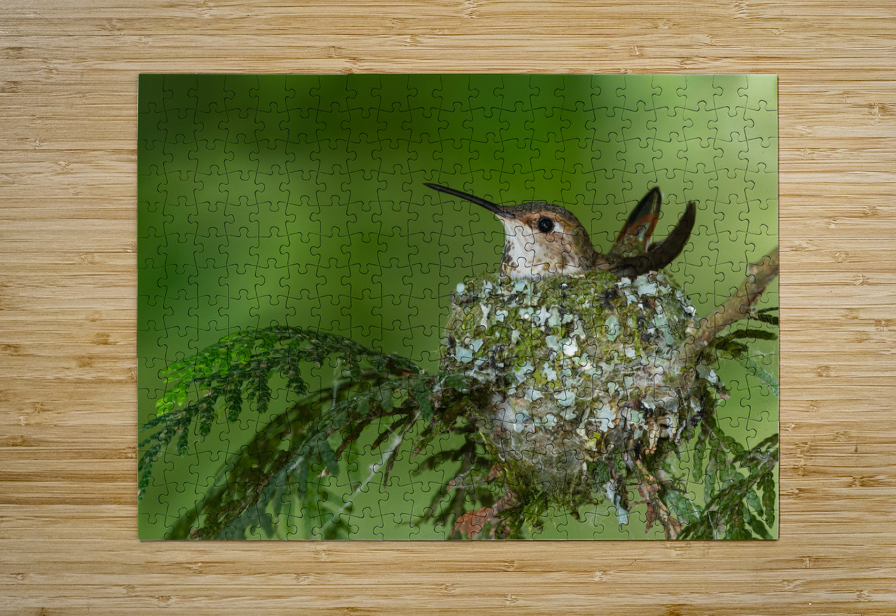 Female Rufous Hummingbird Randy Tremblay Photography Puzzle printing
