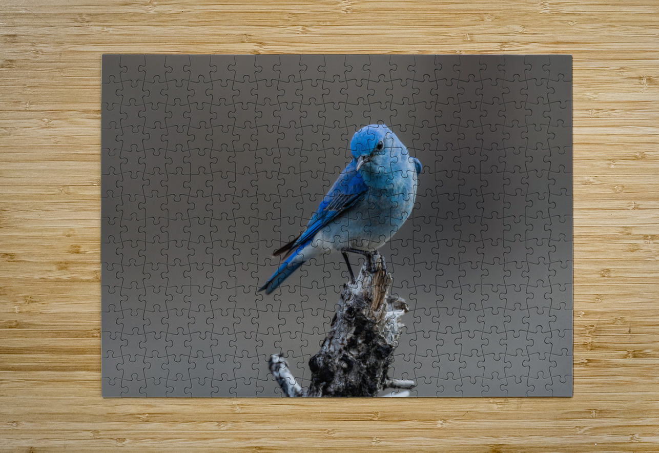 Male Mountain Bluebird Randy Tremblay Photography Puzzle printing