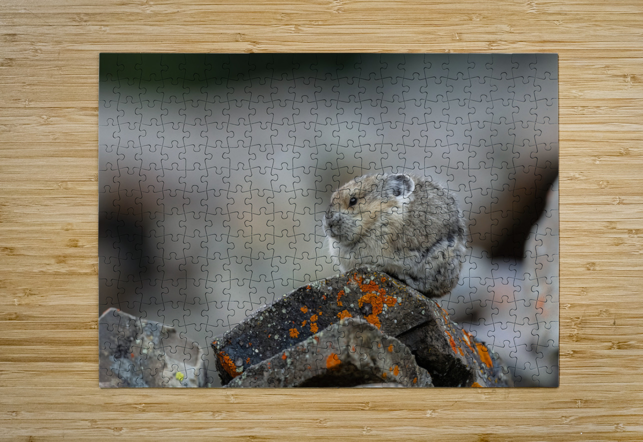 American Pika Randy Tremblay Photography Puzzle printing