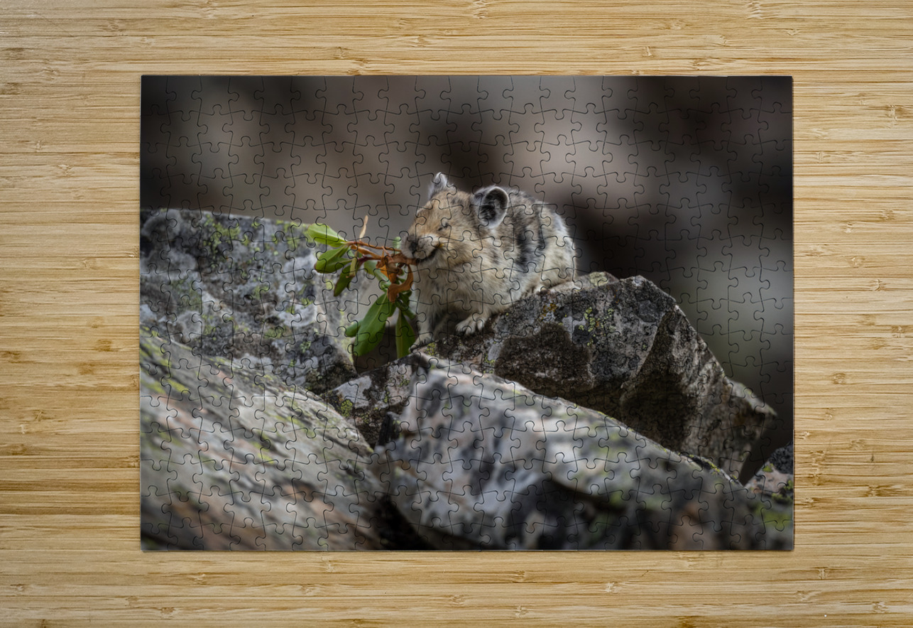American Pika Randy Tremblay Photography Puzzle printing
