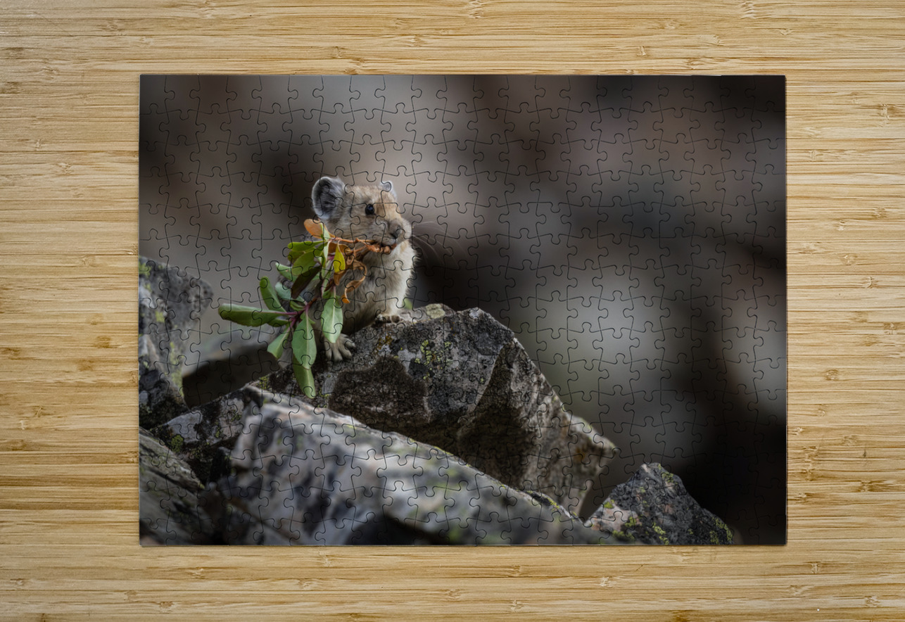 American Pika Randy Tremblay Photography Puzzle printing
