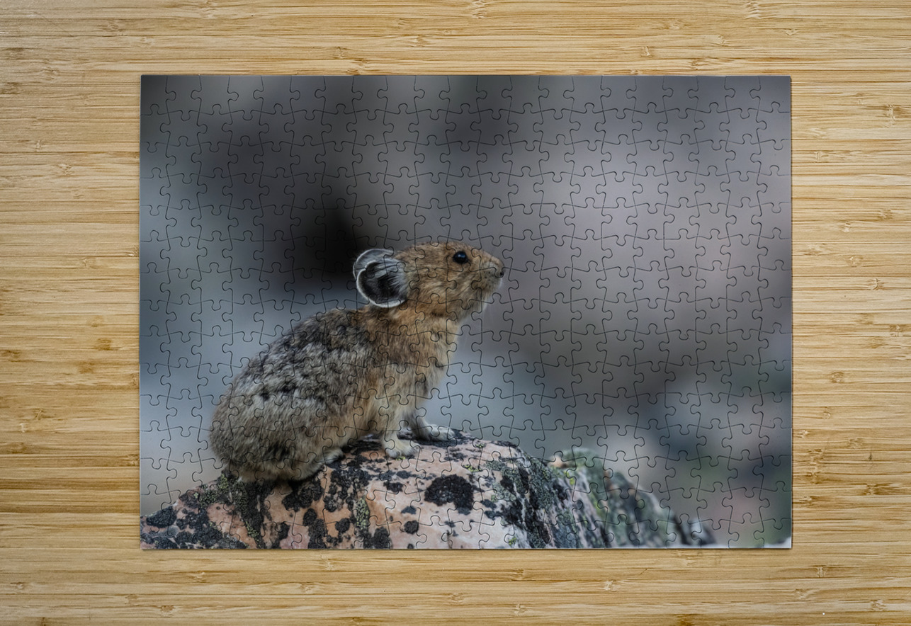 American Pika Randy Tremblay Photography Puzzle printing