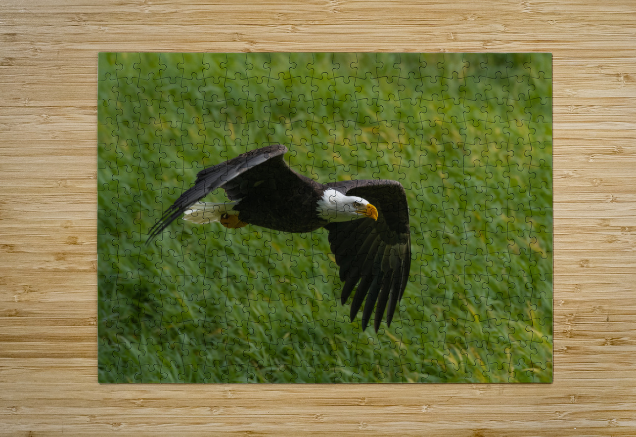 Bald Eagle Randy Tremblay Photography Puzzle printing