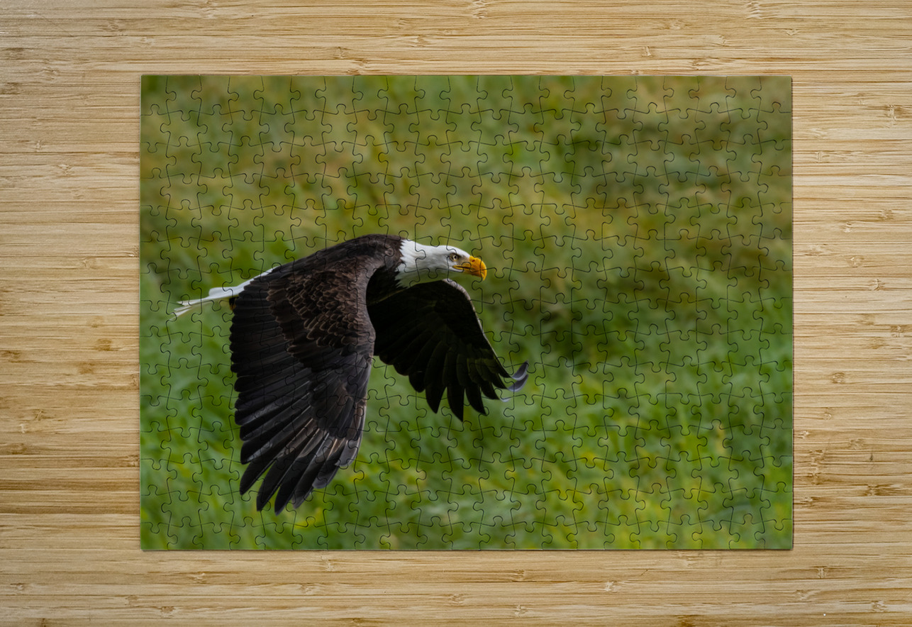 Bald Eagle Randy Tremblay Photography Puzzle printing