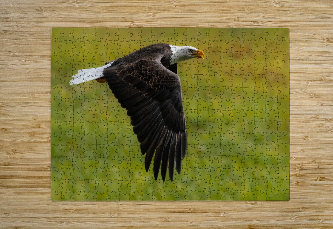 Bald Eagle Randy Tremblay Photography Puzzle printing