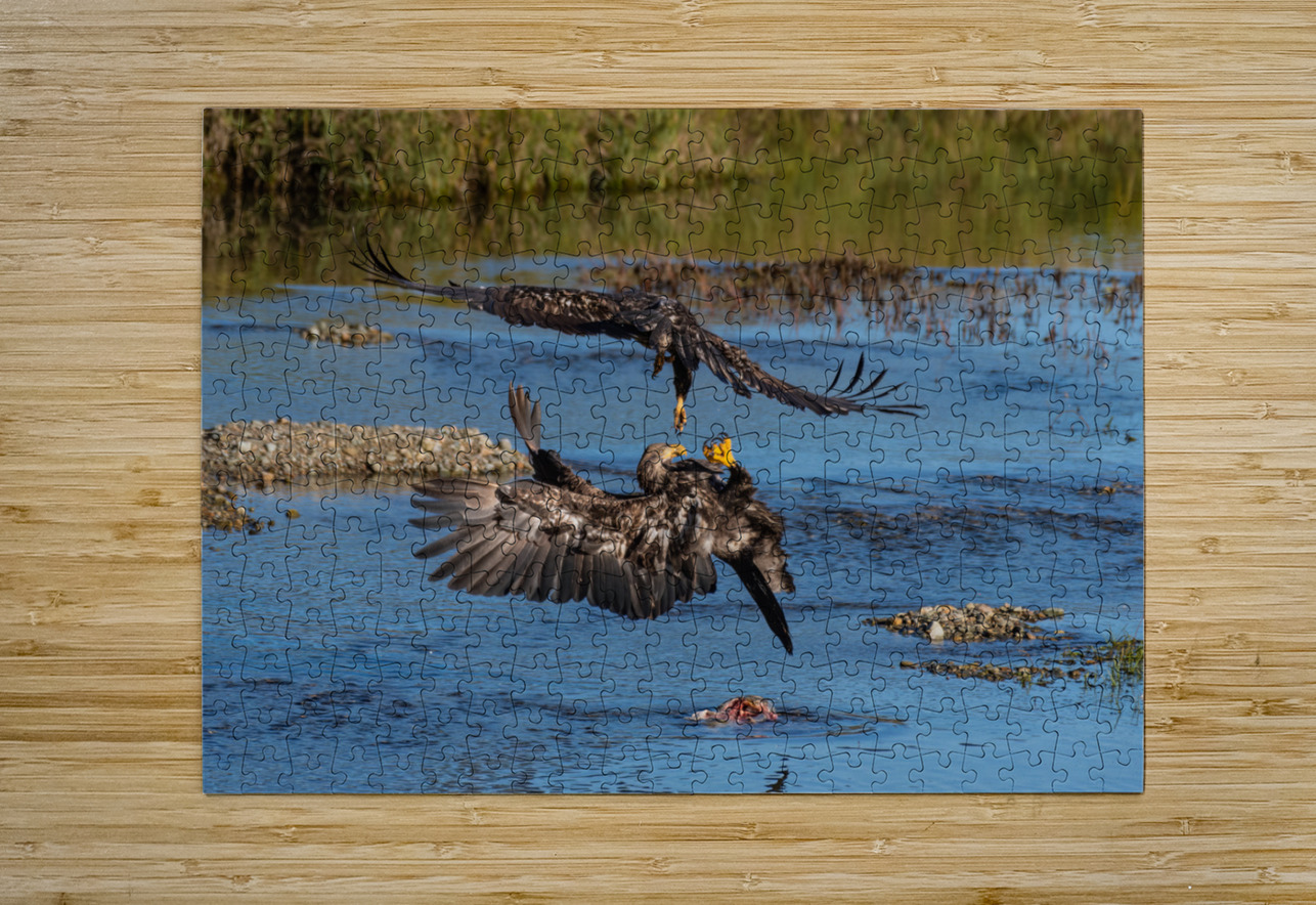 Juvenile Bald Eagles Randy Tremblay Photography Puzzle printing