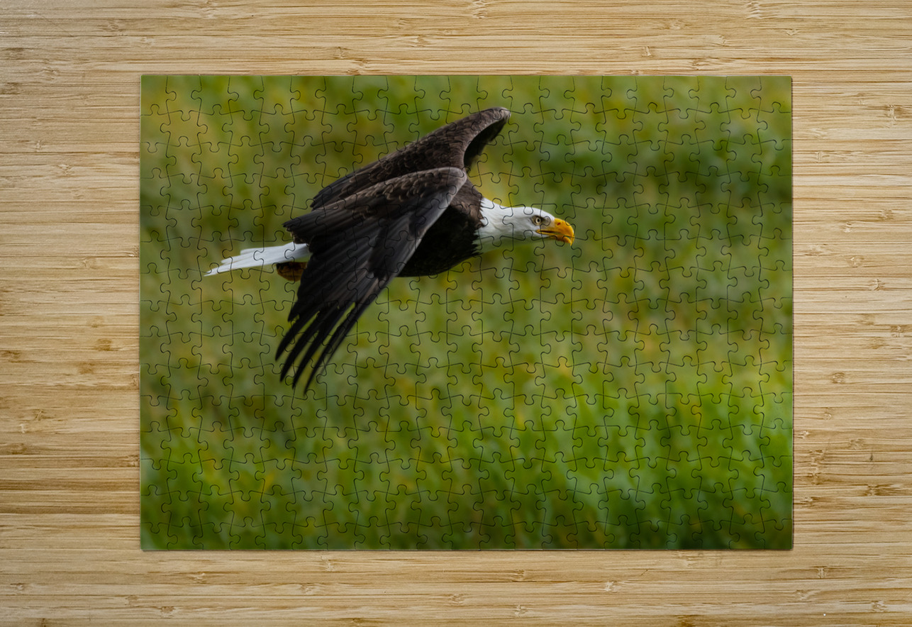 Bald Eagle Randy Tremblay Photography Puzzle printing