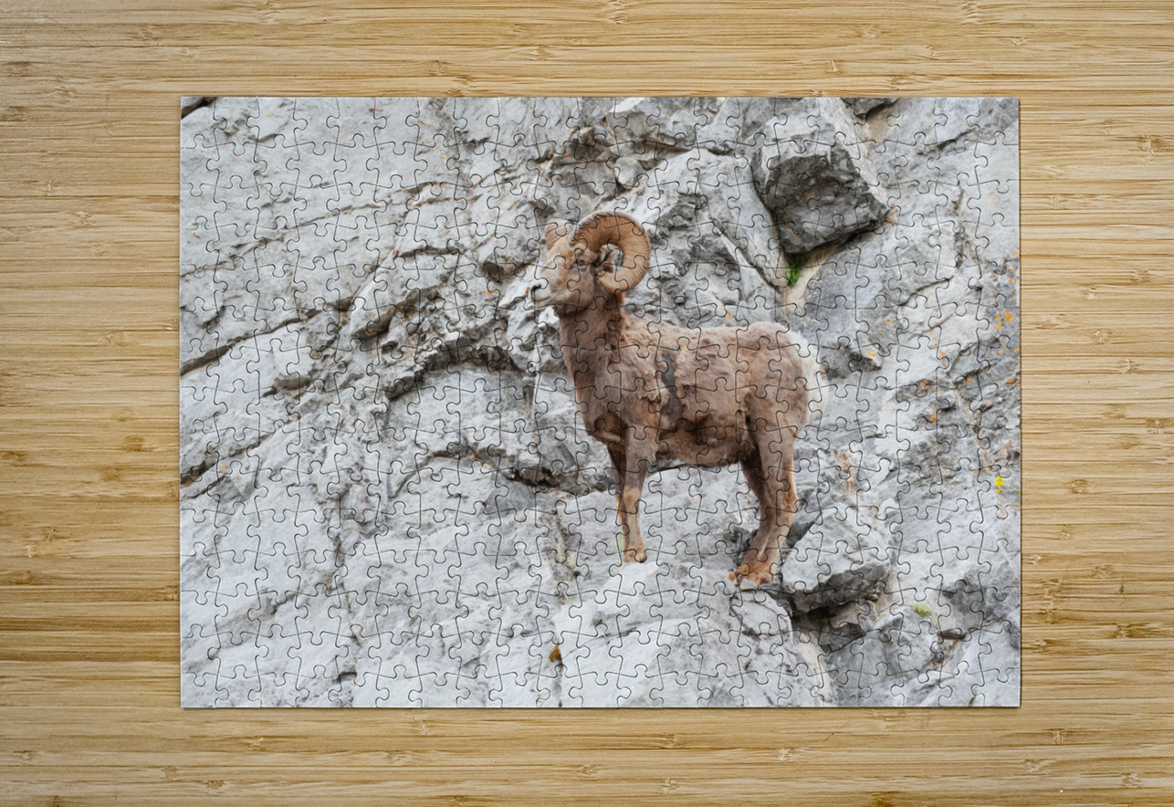 Bighorn Ram Randy Tremblay Photography Puzzle printing