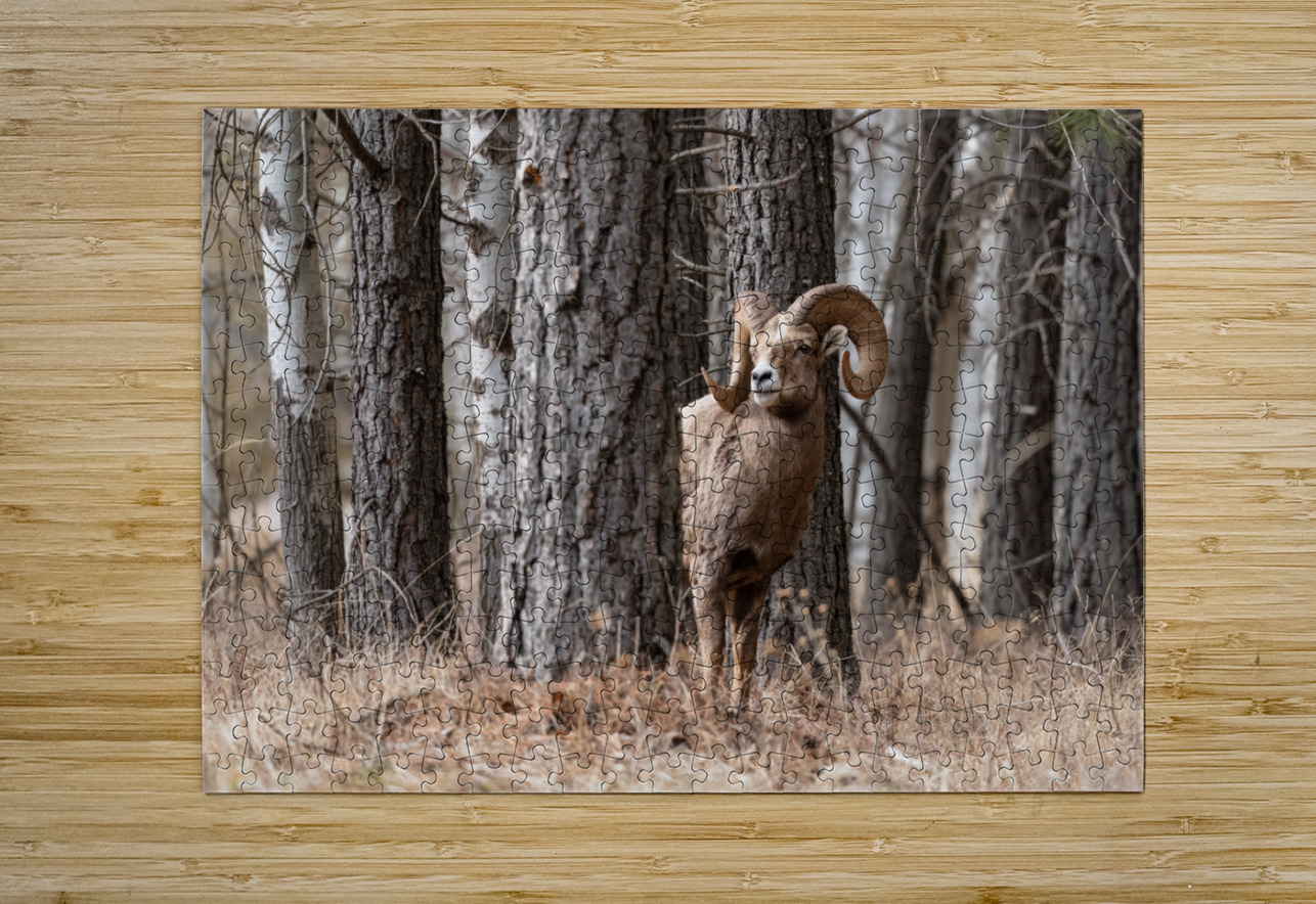 Bighorn Ram Randy Tremblay Photography Puzzle printing