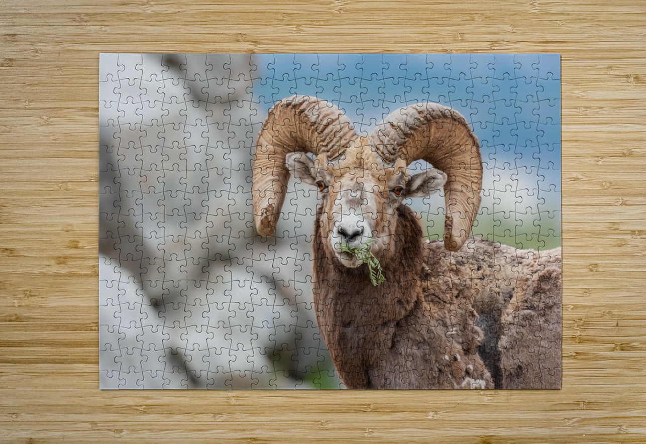 Bighorn Ram Randy Tremblay Photography Puzzle printing