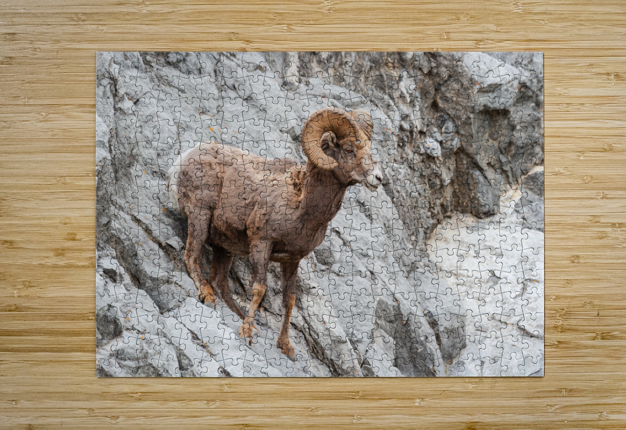 Bighorn Ram Randy Tremblay Photography Puzzle printing