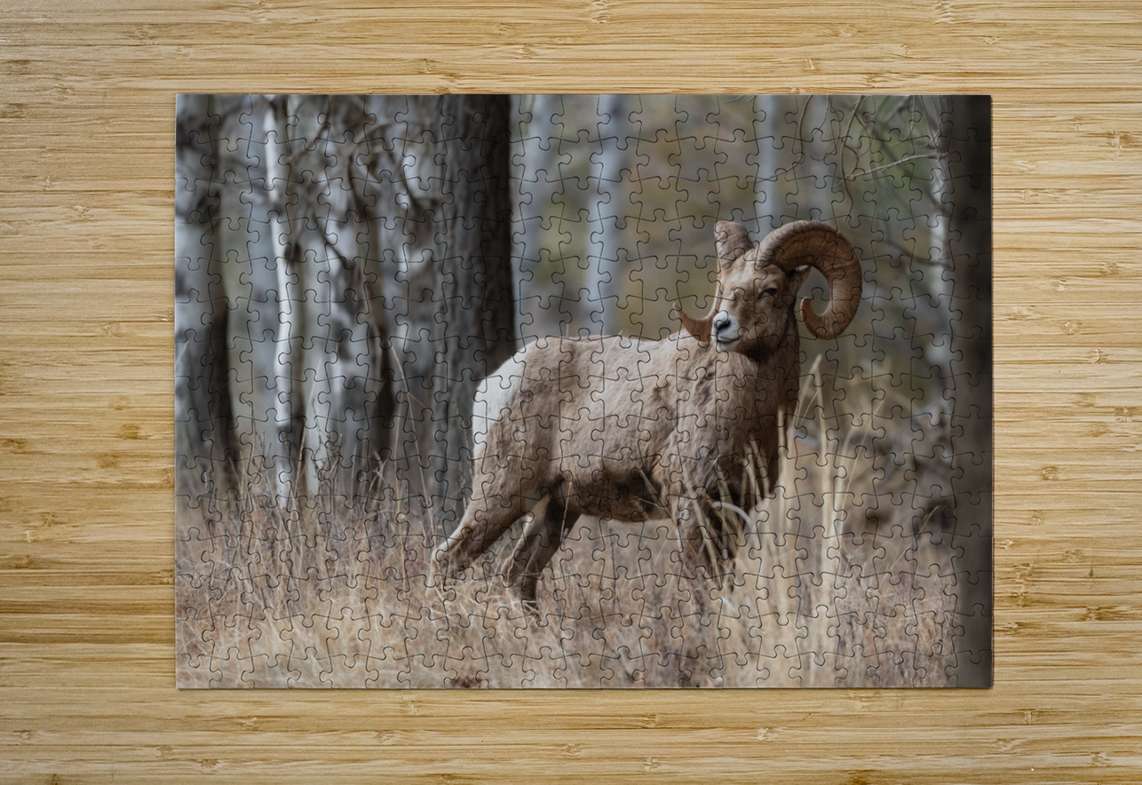 Bighorn Ram Randy Tremblay Photography Puzzle printing