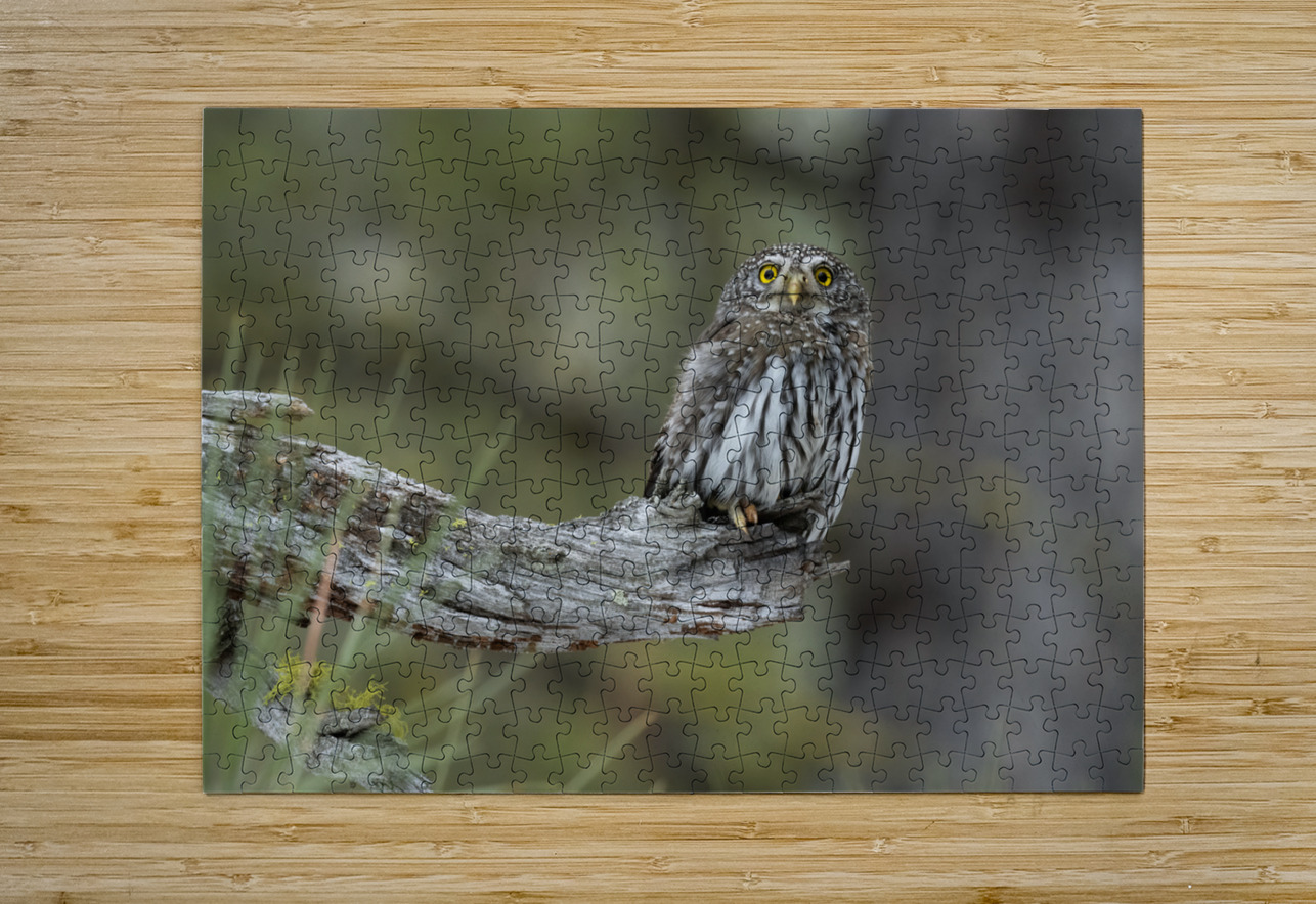 Northern Pygmy Owl Randy Tremblay Photography Puzzle printing