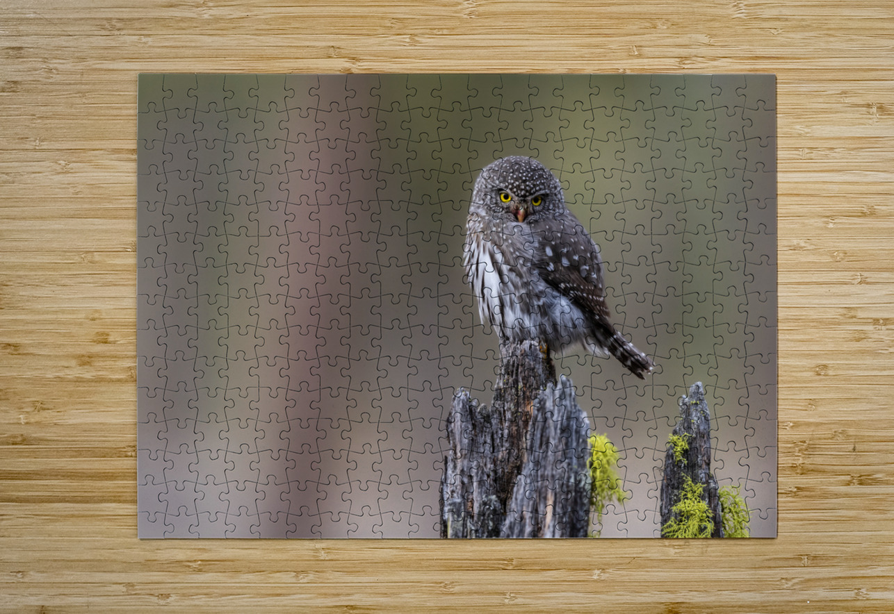 Northern Pygmy Owl Randy Tremblay Photography Puzzle printing