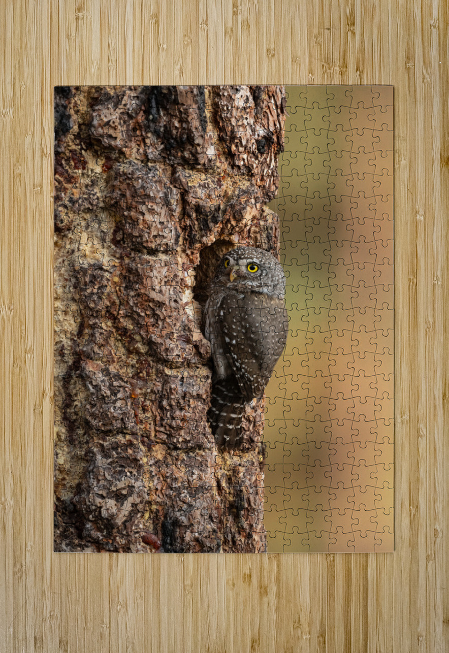 Northern Pygmy Owl Randy Tremblay Photography Puzzle printing