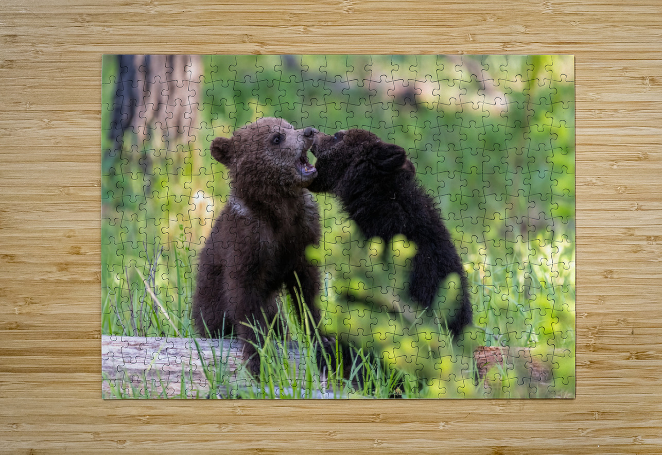 Grizzly Cubs Randy Tremblay Photography Puzzle printing