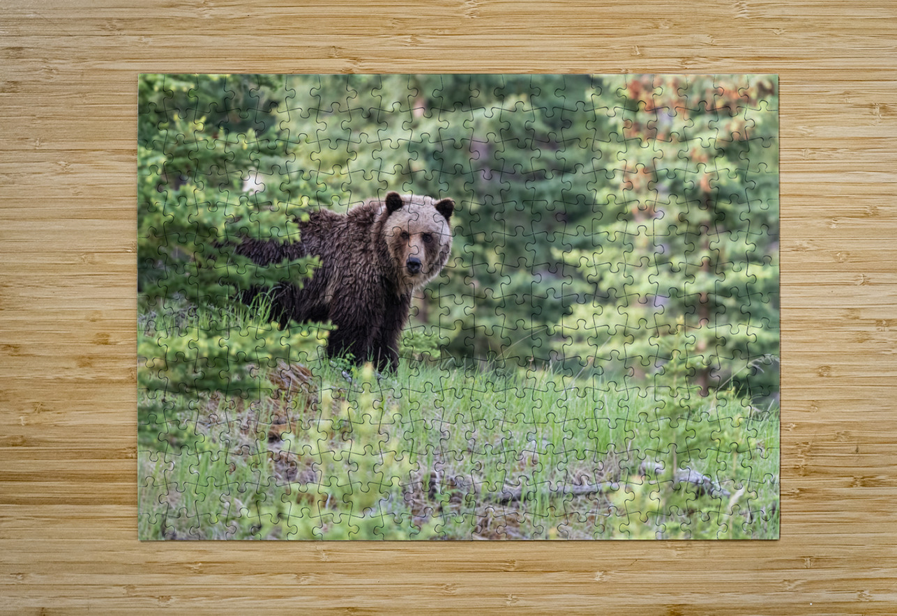 Grizzly Bear Randy Tremblay Photography Puzzle printing