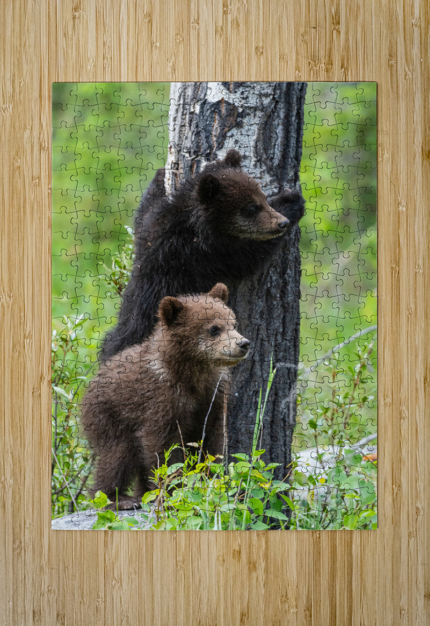 Grizzly Cubs Randy Tremblay Photography Puzzle printing