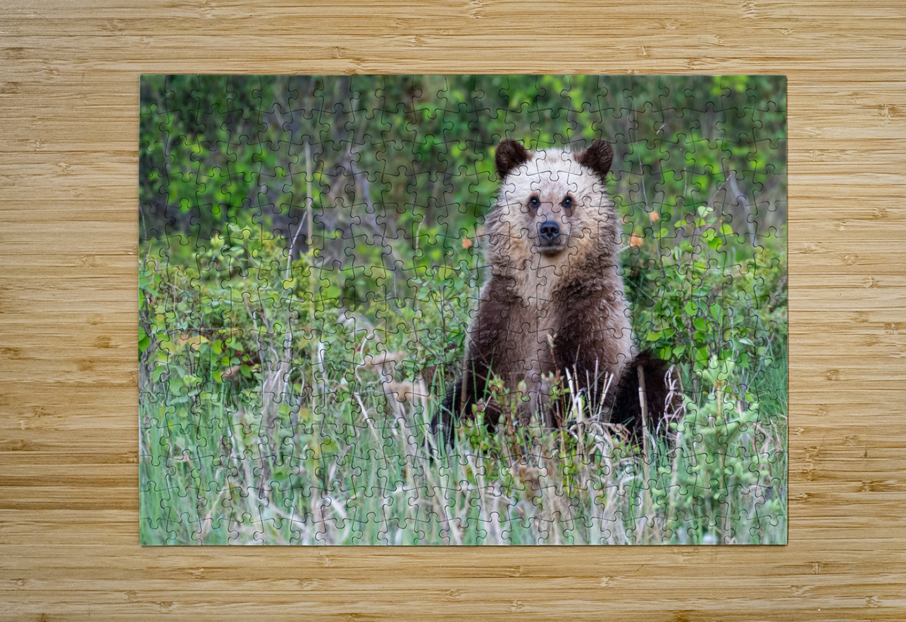 Grizzly Cub Randy Tremblay Photography Puzzle printing