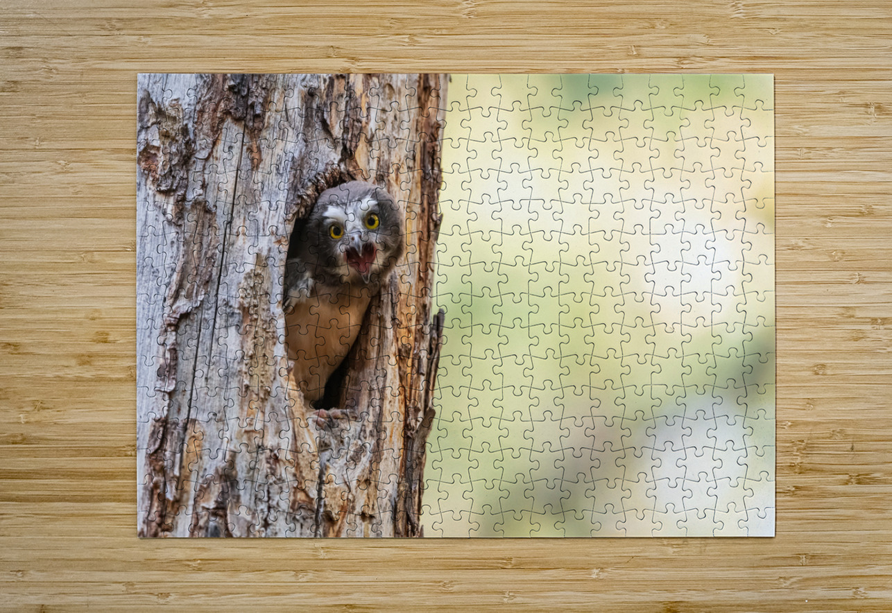Northern Saw-Whet Owlet Randy Tremblay Photography Puzzle printing