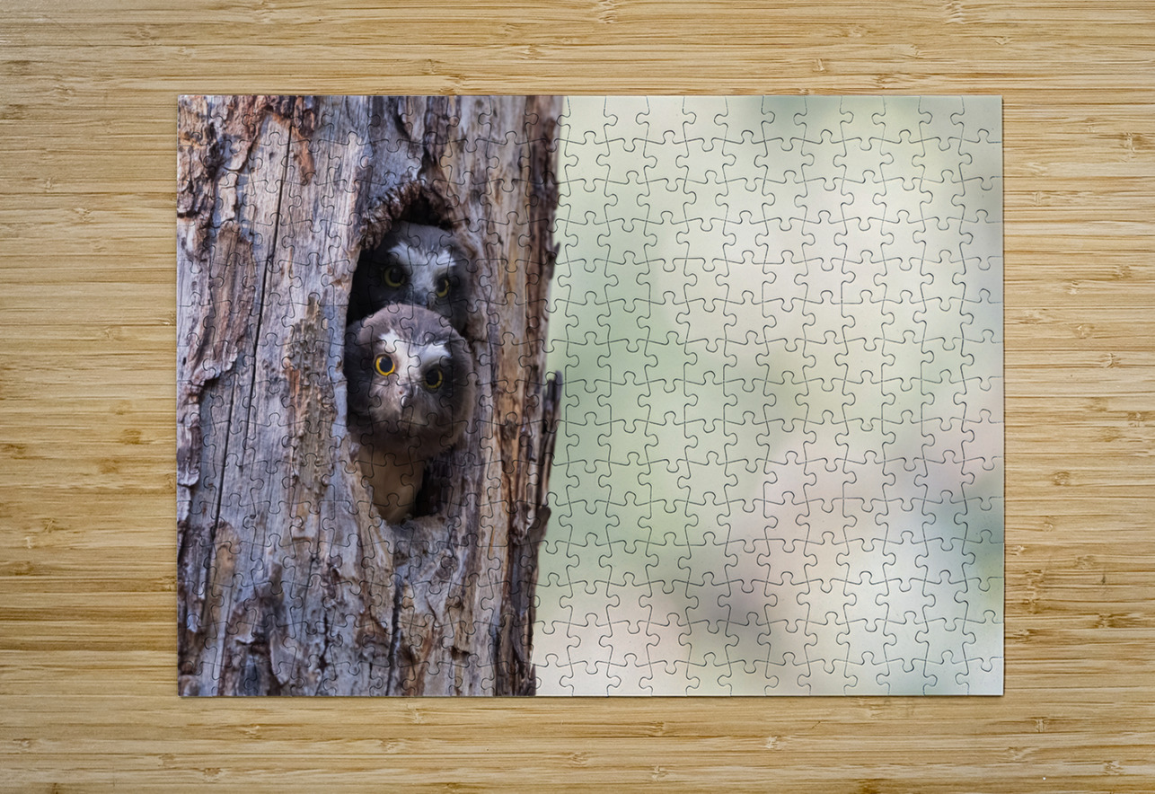 Northern Saw-Whet Owlets Randy Tremblay Photography Puzzle printing